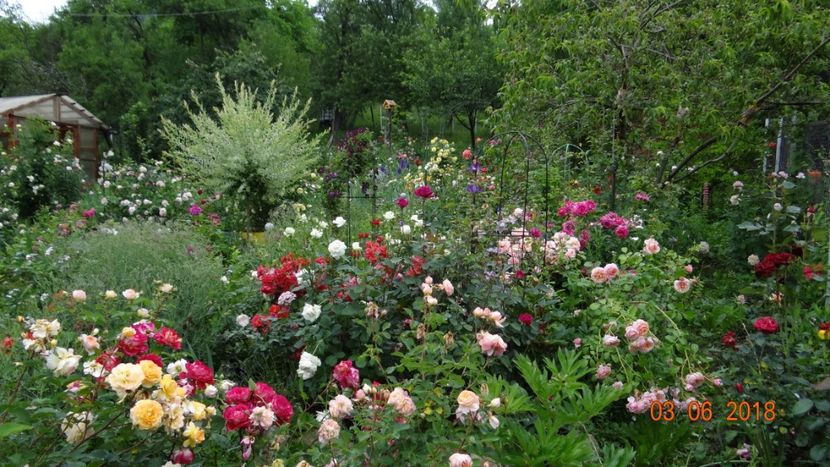  - Trandafiri iunie I