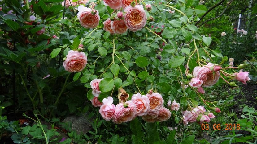 Nicole - Trandafiri iunie I