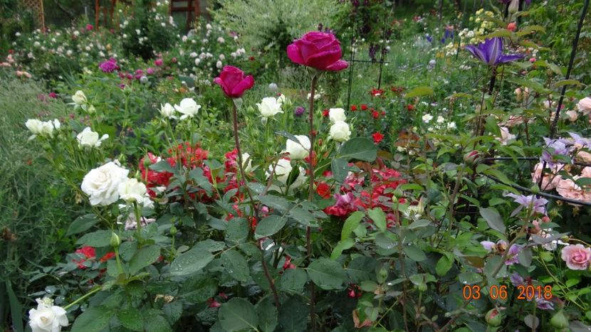  - Trandafiri iunie I
