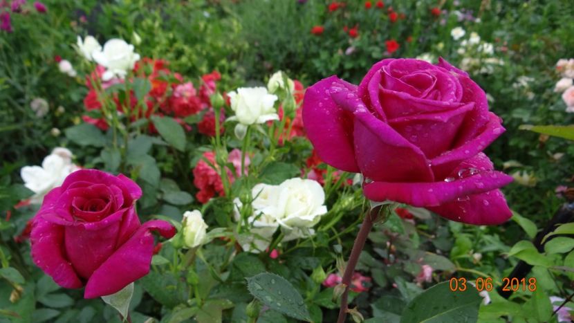 Blackberry Nip - Trandafiri iunie I