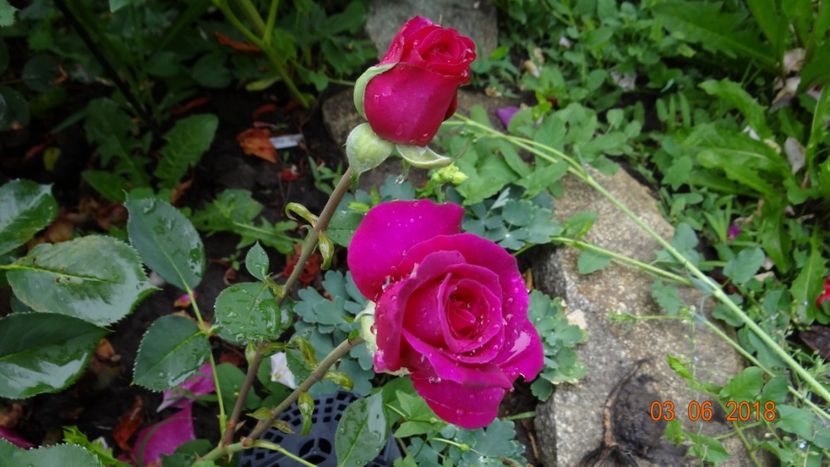  - Trandafiri iunie I