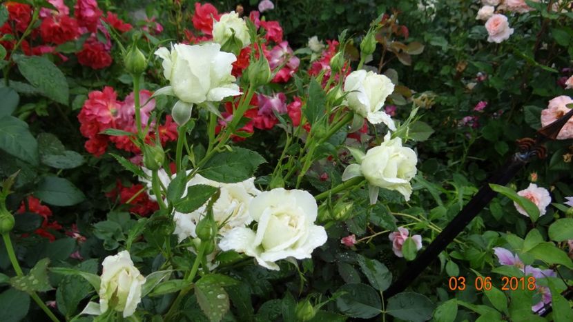 Karen B - Trandafiri iunie I