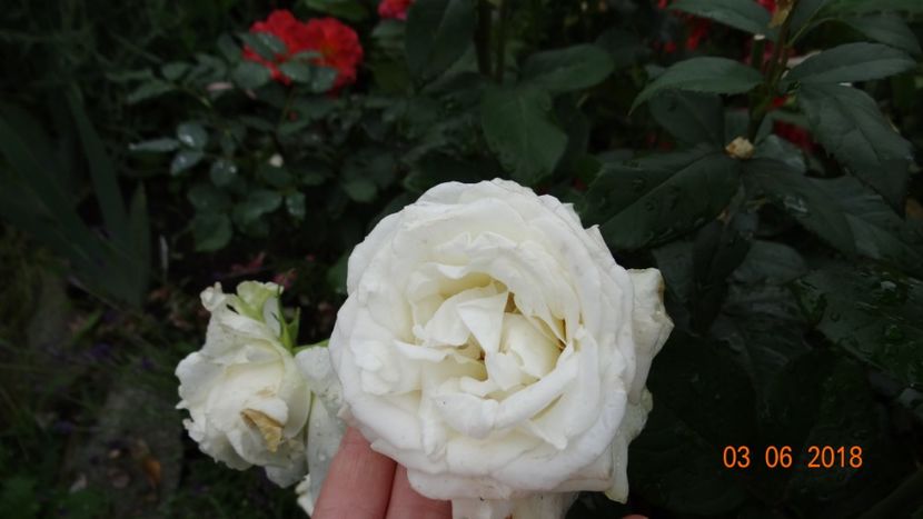  - Trandafiri iunie I