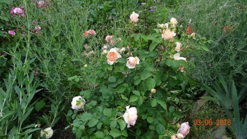 Froufrou - Trandafiri iunie I