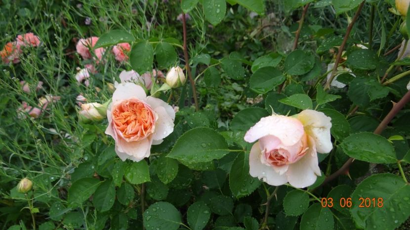  - Trandafiri iunie I