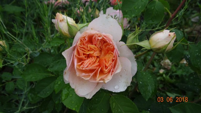  - Trandafiri iunie I