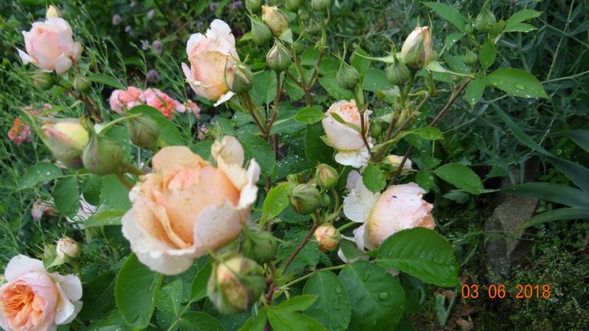  - Trandafiri iunie I