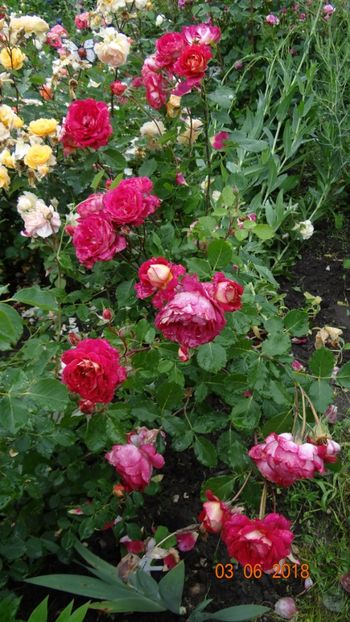 Dr Massad - Trandafiri iunie I