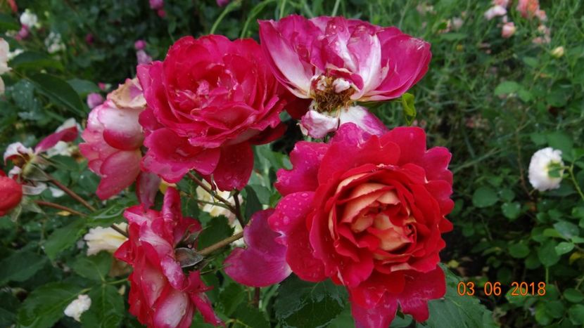  - Trandafiri iunie I