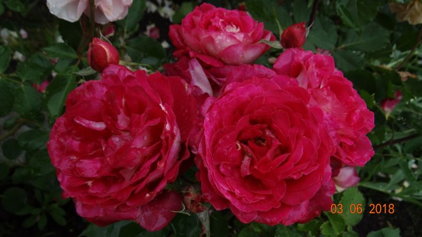  - Trandafiri iunie I