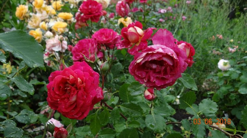  - Trandafiri iunie I