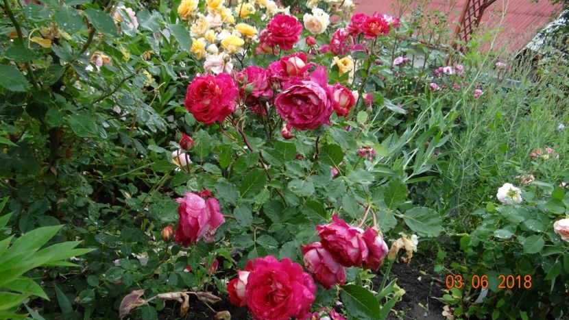  - Trandafiri iunie I