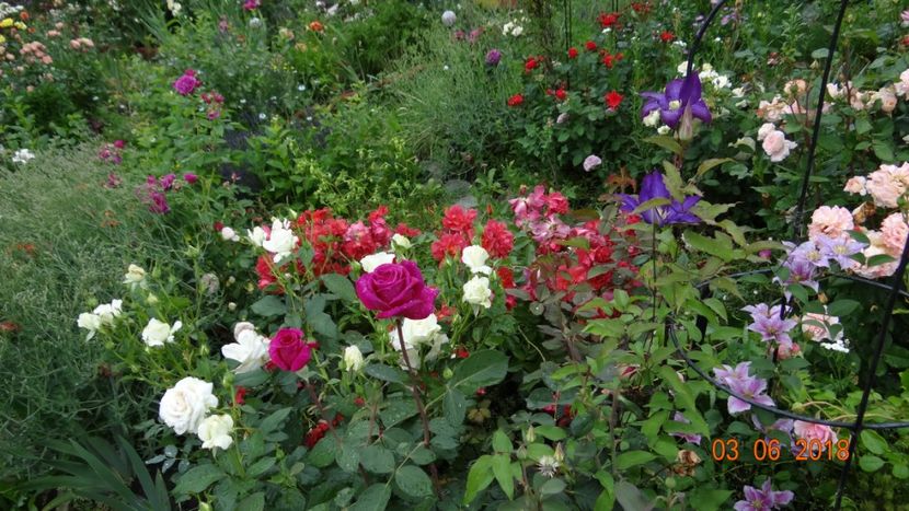  - Trandafiri iunie I