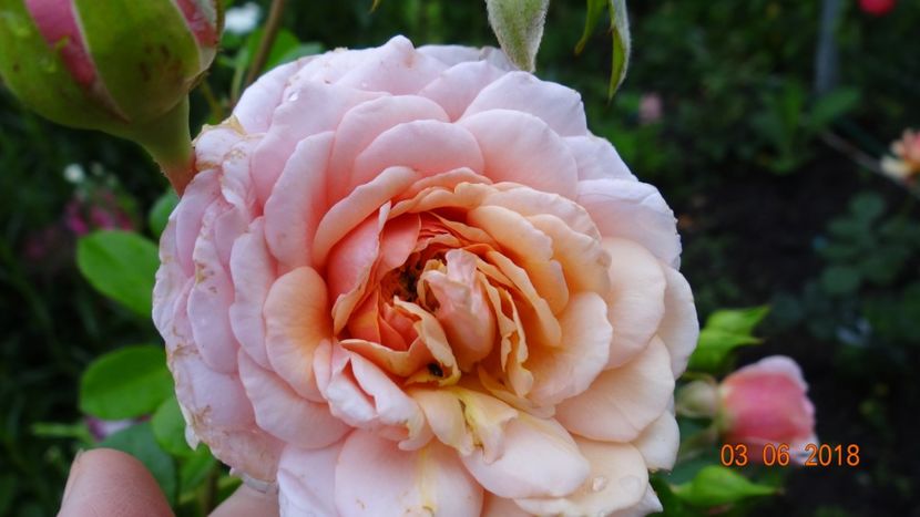  - Trandafiri iunie I