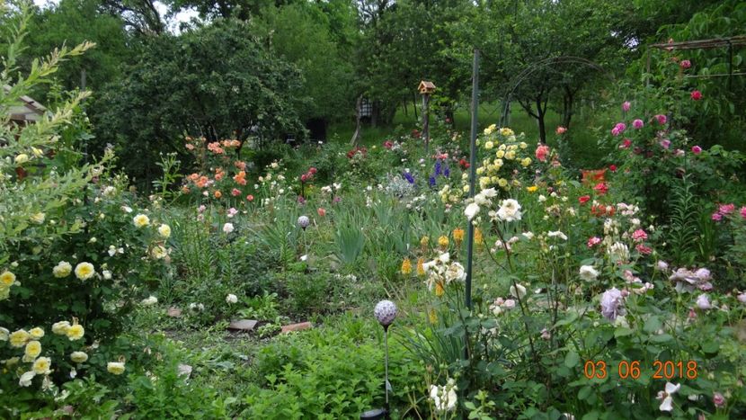  - Trandafiri iunie I