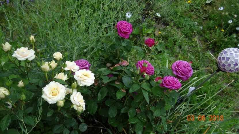  - Trandafiri iunie I