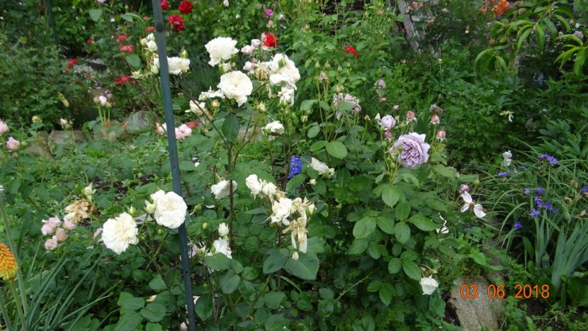  - Trandafiri iunie I