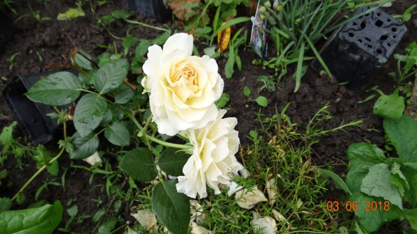  - Trandafiri iunie I