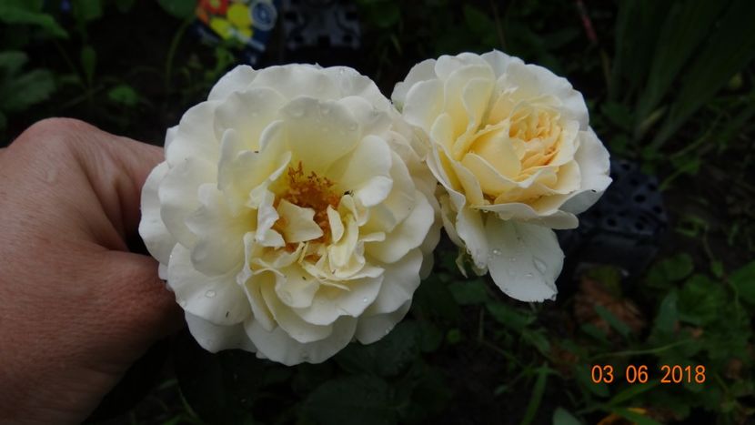  - Trandafiri iunie I