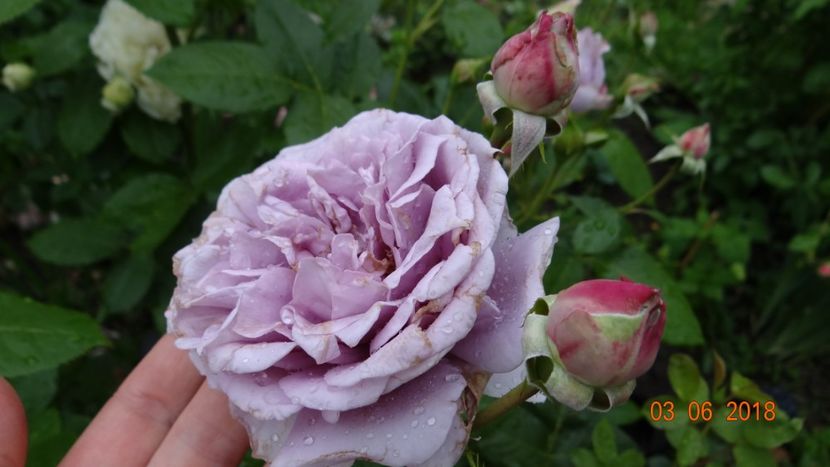 Novalis - Trandafiri iunie I