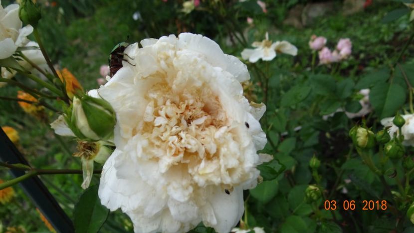 Comtessa - Trandafiri iunie I