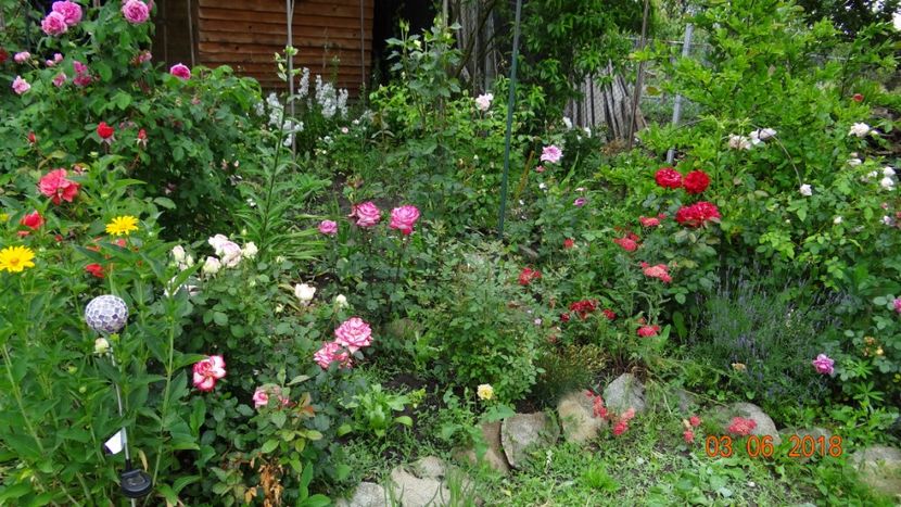  - Trandafiri iunie I