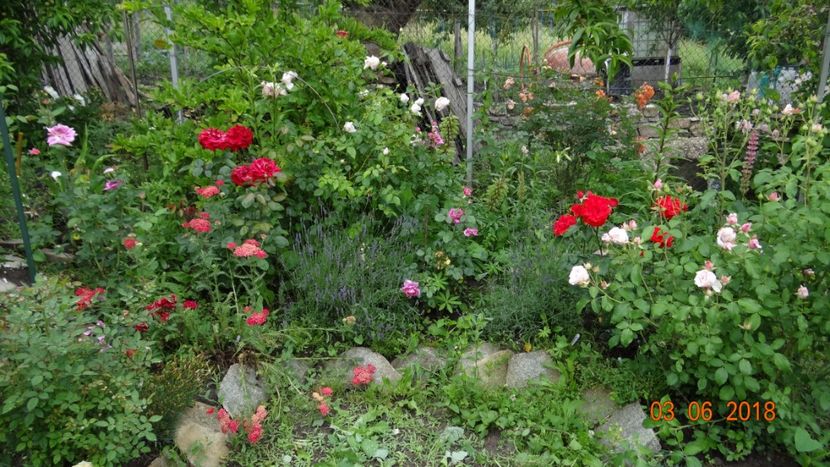  - Trandafiri iunie I