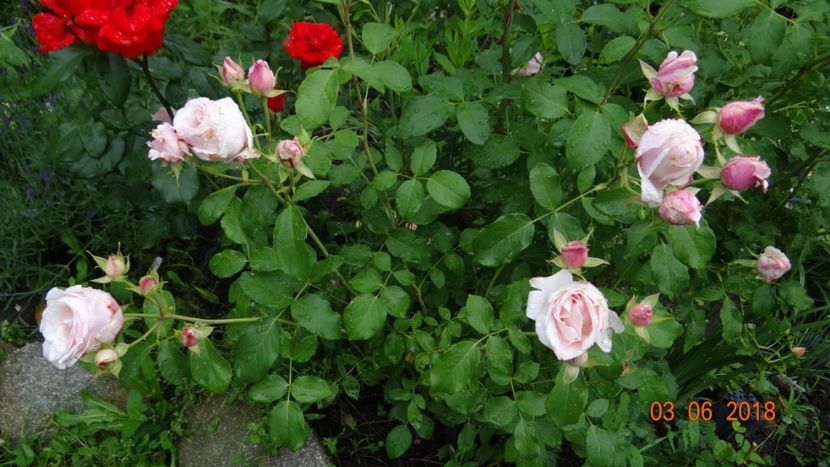 Billet Doux - Trandafiri iunie I