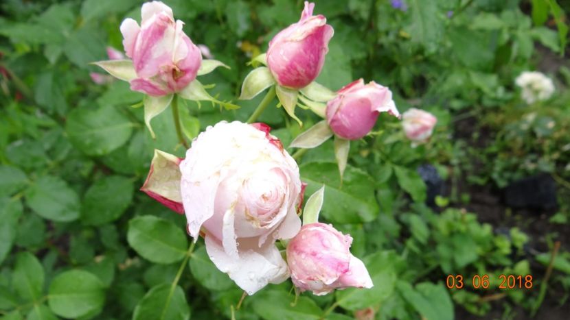  - Trandafiri iunie I
