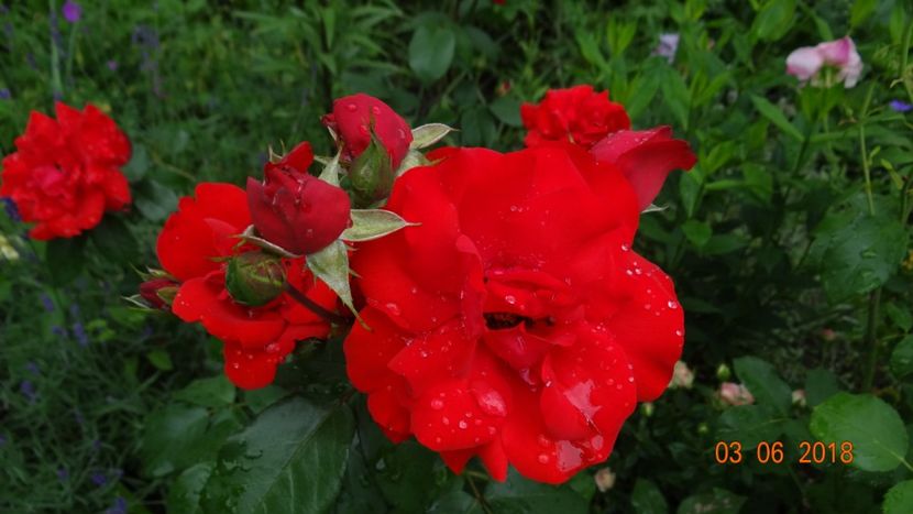  - Trandafiri iunie I