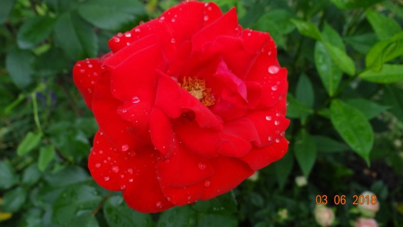  - Trandafiri iunie I