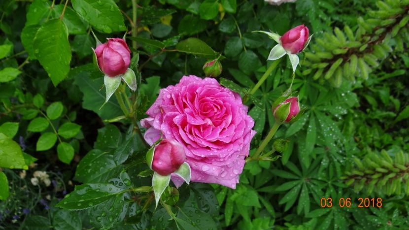 Claire Marshall - Trandafiri iunie I