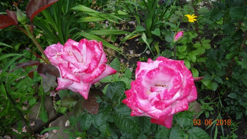  - Trandafiri iunie I