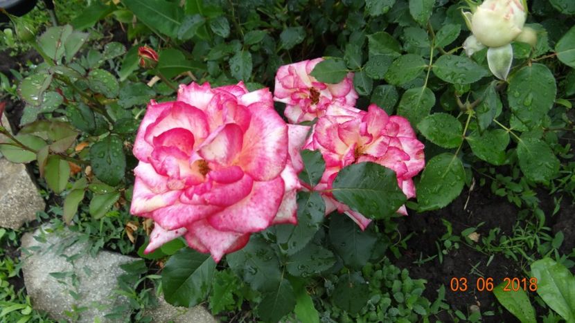 Leo Ferre - Trandafiri iunie I