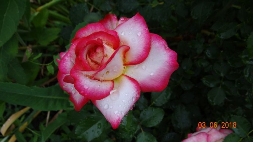  - Trandafiri iunie I