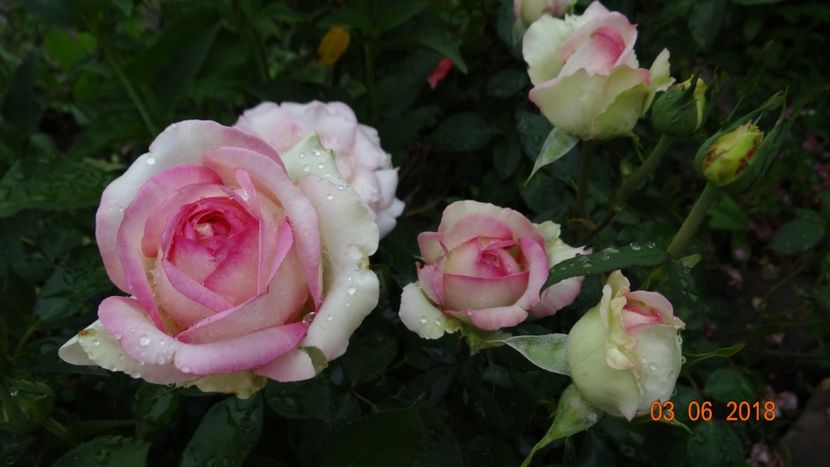  - Trandafiri iunie I