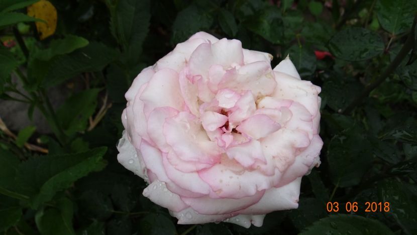  - Trandafiri iunie I