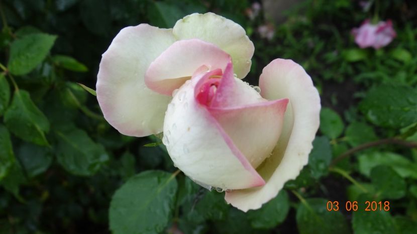  - Trandafiri iunie I