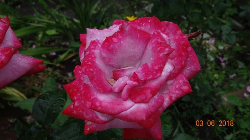 Paradise - Trandafiri iunie I