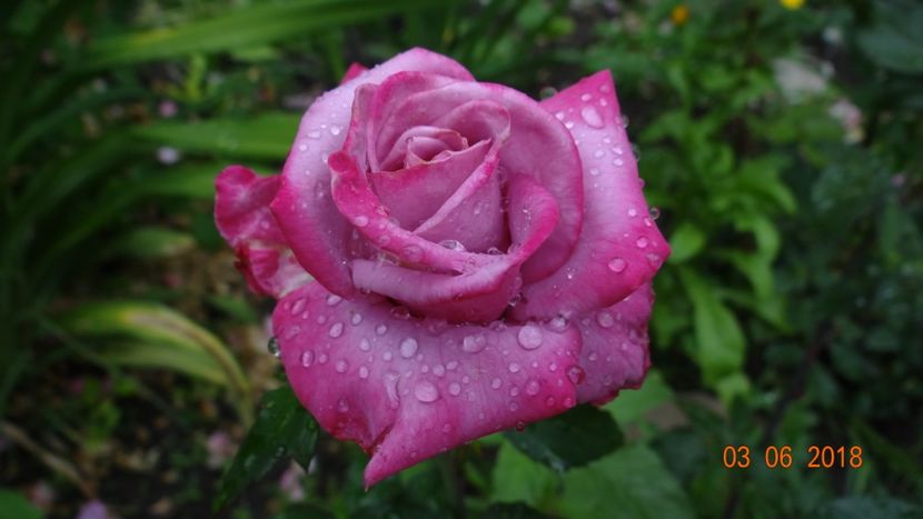  - Trandafiri iunie I