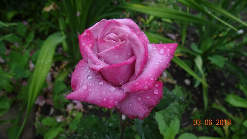  - Trandafiri iunie I