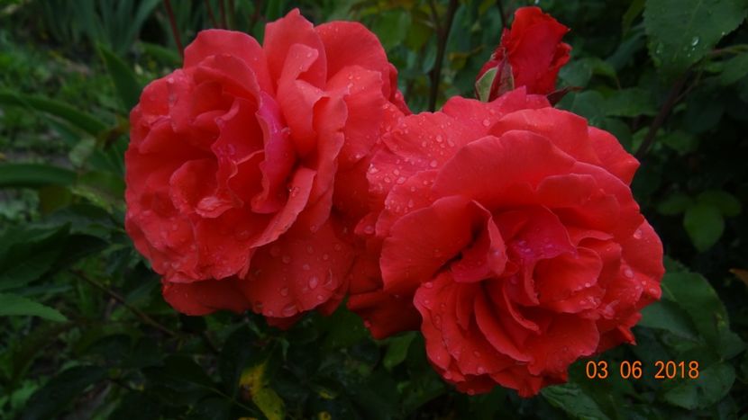  - Trandafiri iunie I