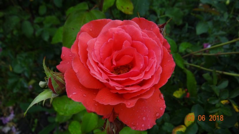  - Trandafiri iunie I