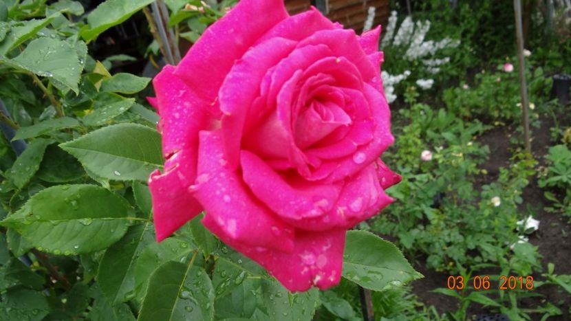 urcator, parfumat ... - Trandafiri iunie I