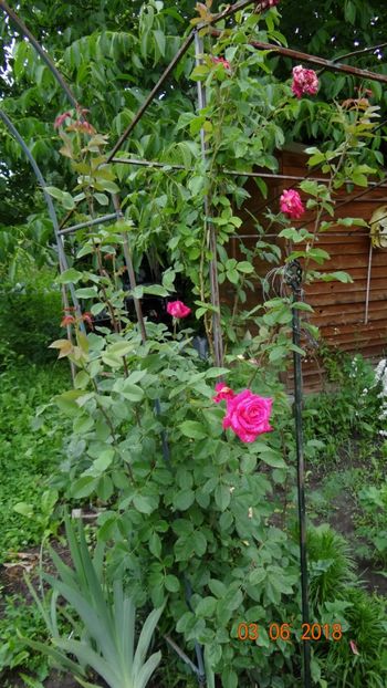 ??? - Trandafiri iunie I