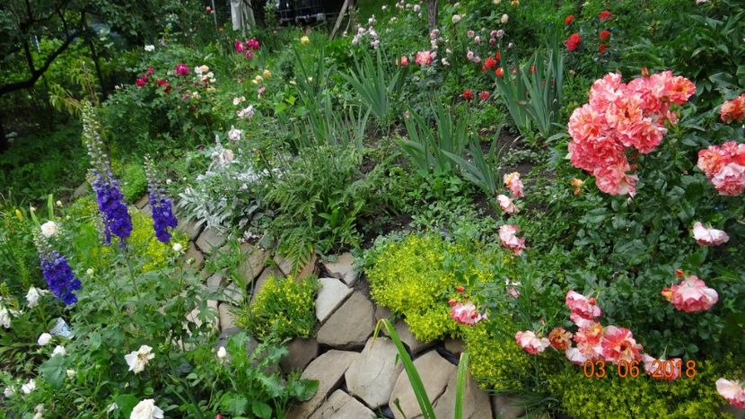  - Trandafiri iunie I