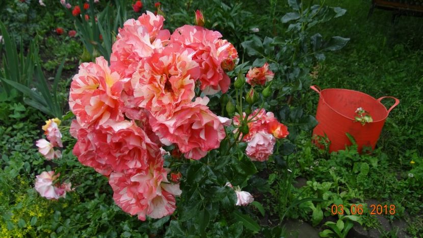 Alfred S - Trandafiri iunie I