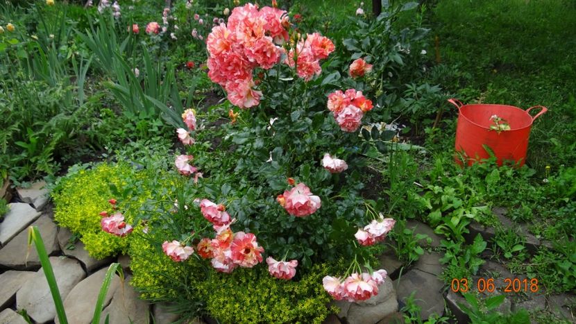  - Trandafiri iunie I