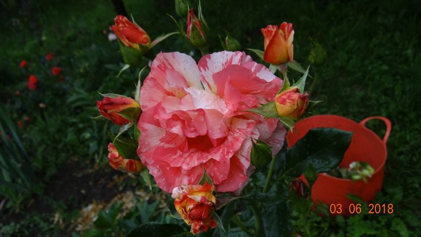  - Trandafiri iunie I