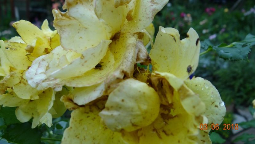 culoarea atrage toate insectele :( - Trandafiri iunie I